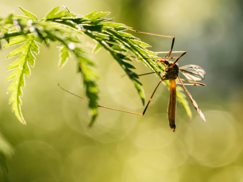 Большой комар долгоножка сидит на траве